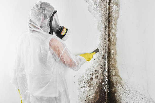 Best Commercial Mold Removal  in Rutgers University Busch Campus, NJ