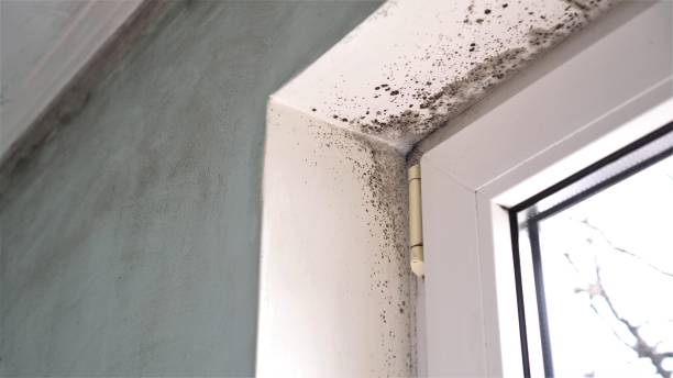 Best Best Mold Removal Companies  in Rutgers University Busch Campus, NJ